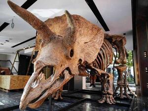 بيغ جون.. أكبر ديناصور ثلاثي القرون بباريس