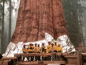 Hand crews worked to clear the area around the General Sherman tree