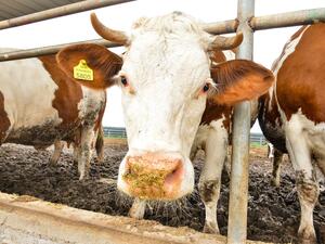 Nestlé Unveils Plans to Support the Transition to a Regenerative Food System