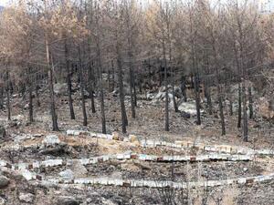 تراجع إنتاج العسل بتركيا بسبب حرائق الغابات