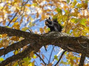 سناجب وادي مونزور تُخزّن مؤونة الشتاء