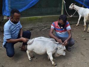 A Bangladesh cow that reached a height of only 20 inches enters Guinness World Records