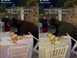 A bear shows up at a wedding reception in Mexico