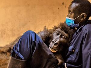 Ndakasi, the gorilla in a viral 2019 selfie