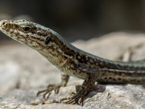 Rare steppe-runner lizard fighting to live i Turkey