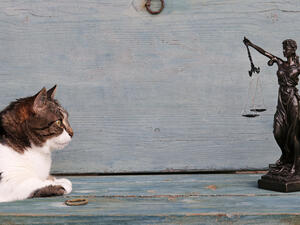 Turkish court awards woman with custody of two cats