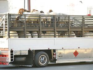 الكويت.. ضبط شحنة مخدرات في أحشاء أغنام حية (شاهد)