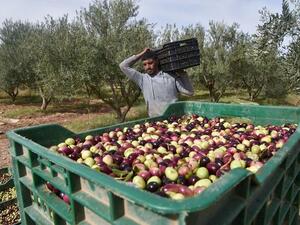 Olive-picking in Algeria