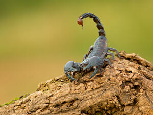 Deadly Scorpions kill three people in Egypt's Aswan