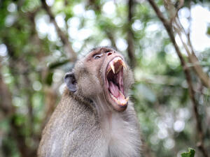 Monkeys terrorize farmers, destroy crops in Tanzanian villages