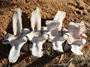 The intact skeleton of an unidentified animal species about 1-meter tall with predatory teeth was discovered in the yard of an old factory in Turkey’s eastern Igdir province.