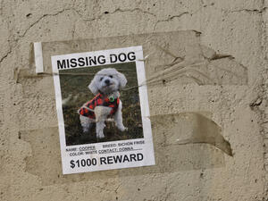 Family offers money to anyone who find its missing pet
