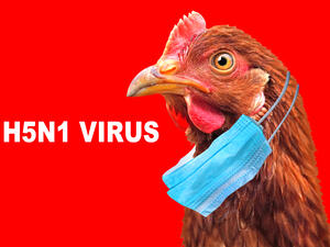 Bird flu