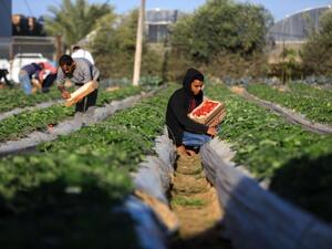 مزارعو غزة خلال جني الفراولة 