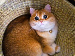 Cat looks JUST like Puss in Boots