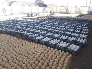 ضبط 37 طنا من الجبنة الغير صالحة في مصنع