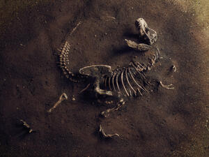 A baby dinosaur fossil unearthed in China