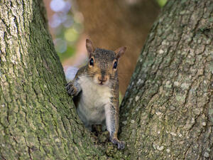 grey squirrel