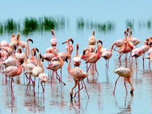 Flamingos