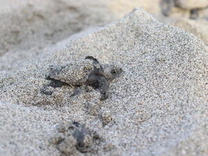 Environment Society of Oman Project Combats Light Pollution for Turtles on Masirah Island
