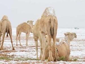 موجة برد شديدة تضرب السعودية