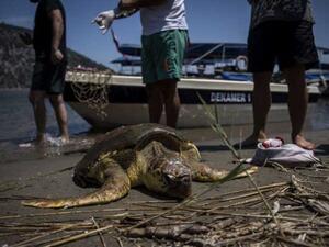 شباك الصيد مشكلة السلاحف البحرية في "المتوسط"
