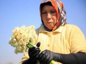 زهرة النرجس.. مصدر دخل للنساء طوروس