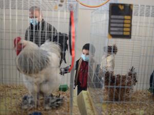 مسابقة لاختيار ملكة جمال الدجاج في ليبيا