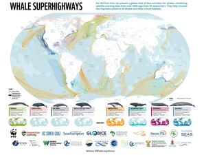 New WWF Study On Threats To Global Whale Populations, Including Those Residing In Oman