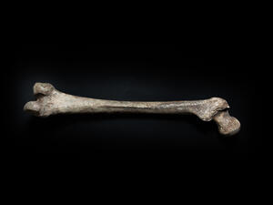 a 5,000-year-old human bone discoverd
