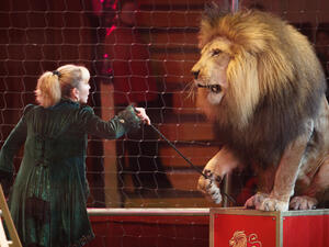 Four lions rescued from French circus find sanctuary in South Africa