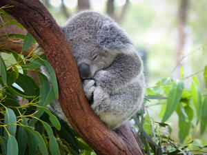 the Australian government placed koalas on the list for endangered species