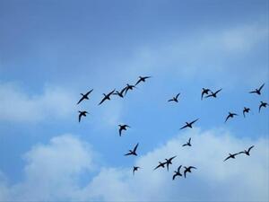 الأمريكيون ربما استخدموا الطيور البرية ضد روسيا