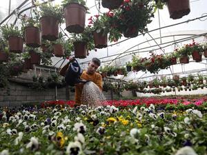 مشاتل الورد بغزة.. لوحات فنية محاصرة