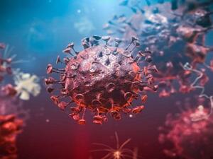 تعتبر السلالة الجديدة من كورونا تركيبا هجينا