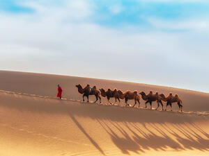 Humans may have eaten the last giant Mongolian camels 27,000 years ago