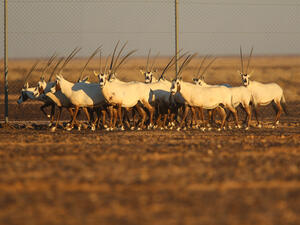المها أحد أندر الأنواع البرية التي تعيش في الأردن