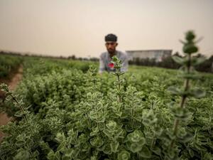 أرض الزعتر.. قصة نجاح نبتة عطرية بغزة