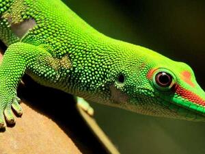 واحد من كل خمسة زواحف يواجه خطر الانقراض