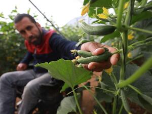 فلسطيني بشلل نصفي يتحدى رصاص إسرائيل بالزراعة