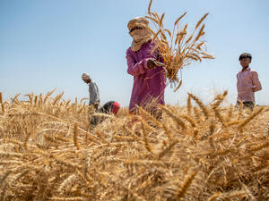 US Aims to Convince India to Reconsider Wheat Exports Restrict Decision