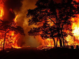 حريق غابات في روسيا 