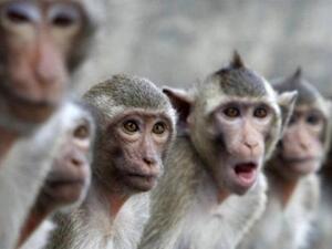 تأكيد أول إصابة بجدري القردة في البرازيل