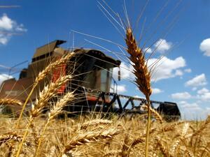 رغيف العالم الملوث بالسياسة