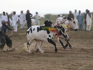 سباق ثيران تقليدي في باكستان