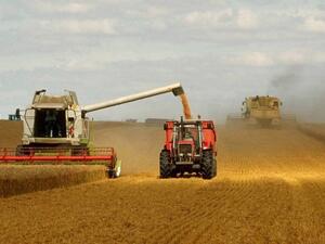 تونس ومعركة إنتاج الحبوب