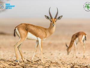 Only One Oman: Environment Society Of Oman Reminds Us Of Importance Of Supporting Conservation Efforts