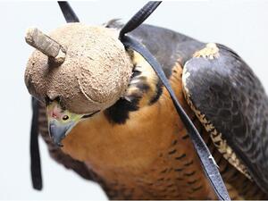NYU Abu Dhabi Researchers Unlock Keys To Falcons’ Evolutionary Success, Offering New Clues About How Birds And Mammals Evolve