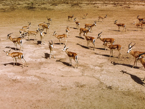 Gazelles in Iraq 