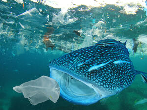 plastic pollution